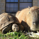 Illustration for article titled Facts about Capybaras